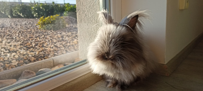 berta